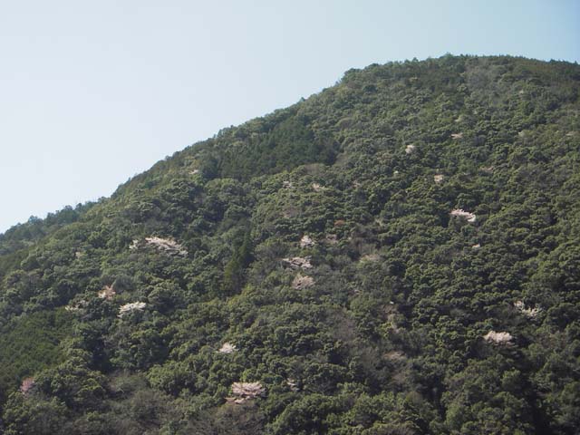 080328本宮の山桜2のサムネール画像