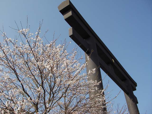 080329大斎原の桜のサムネール画像