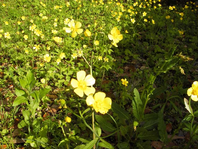 080424ベース裏庭に咲くのサムネール画像