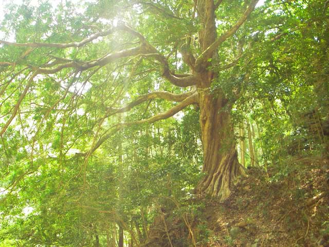 080523八草の滝近くにでっかい槙の木がのサムネール画像