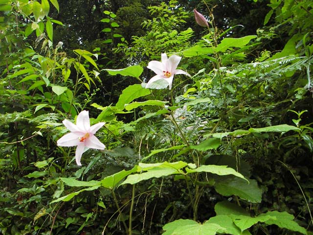 080618本宮町の花　「ささゆり」のサムネール画像