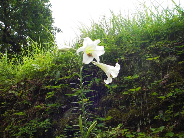 080827熊野古道沿いに咲く「タカサゴユリ」のサムネール画像