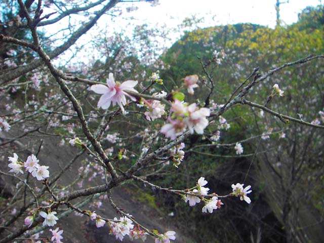 081113十月桜のサムネール画像