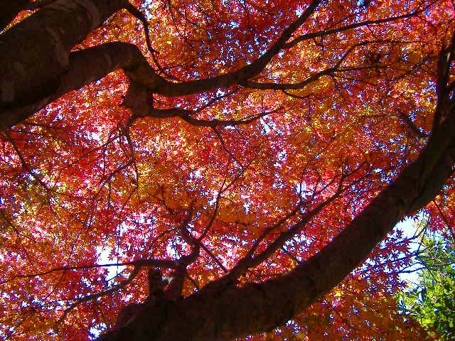 081129熊野古道の晩秋のサムネール画像