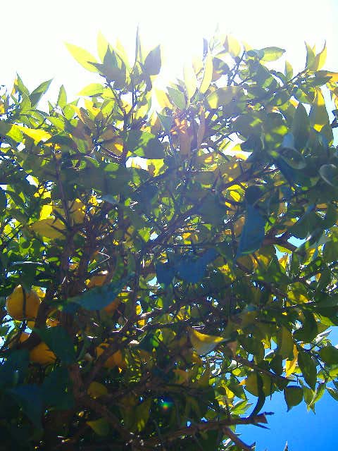 081207冬の日差しに柚子が黄色くのサムネール画像