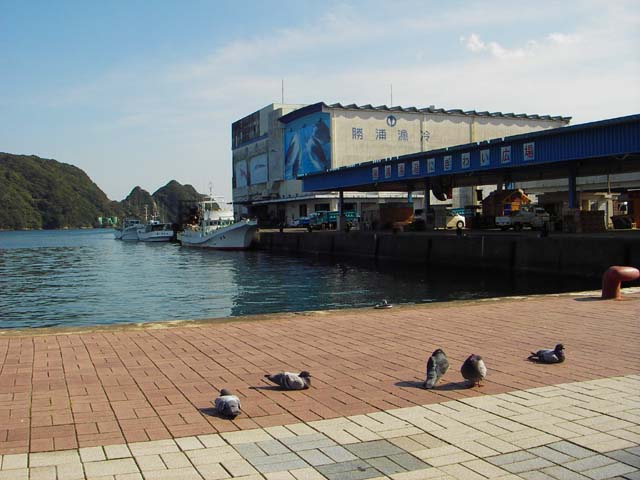 090310ポカポカ陽気の勝浦漁港のサムネール画像