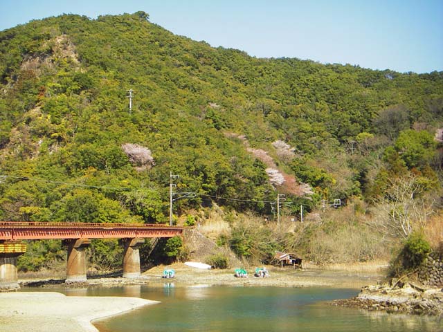 090310那智勝浦　湯川の海岸に桜咲くのサムネール画像