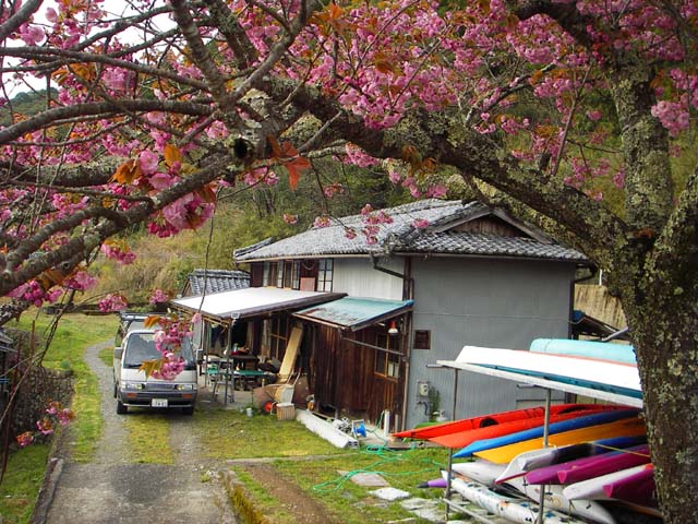 090405ベース前の八重桜のサムネール画像