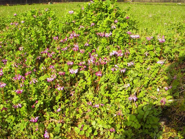 090307春の花咲く「レンゲ草」のサムネール画像