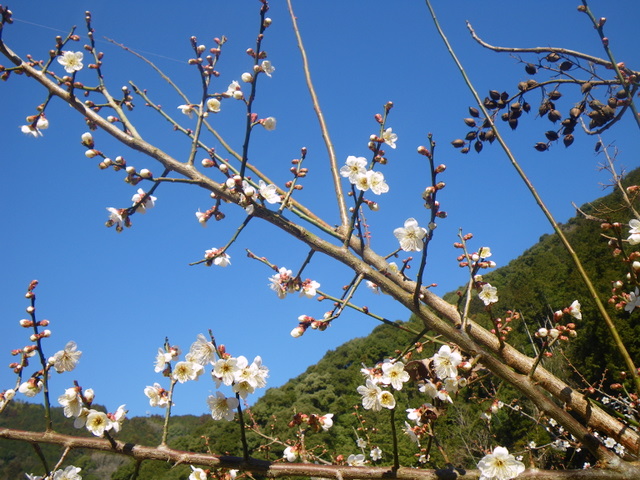 100221滝尻王子に梅が咲くのサムネール画像