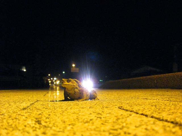 100629夜の散歩のサムネール画像