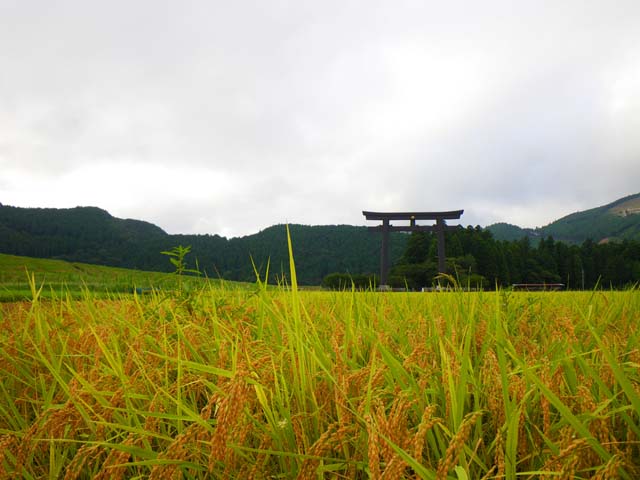 100827熊野本宮大社 大斎原前 稲穂が垂れてきました。のサムネール画像