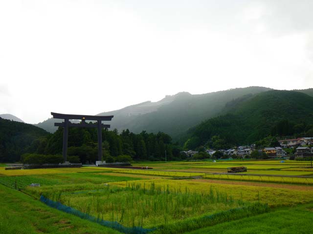 100830熊野本宮大社 大斎原前 稲刈り開始。のサムネール画像