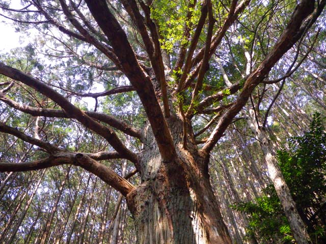 110207金剛多和から下山途中に出くわした巨木のサムネール画像