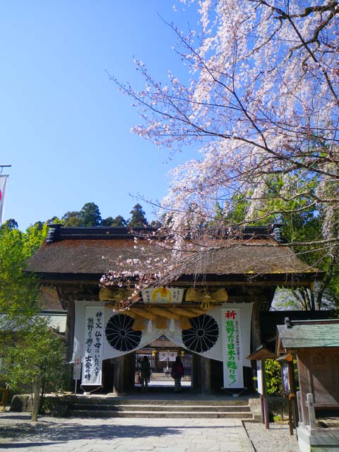 110401熊野本宮大社のシダレ桜のサムネール画像