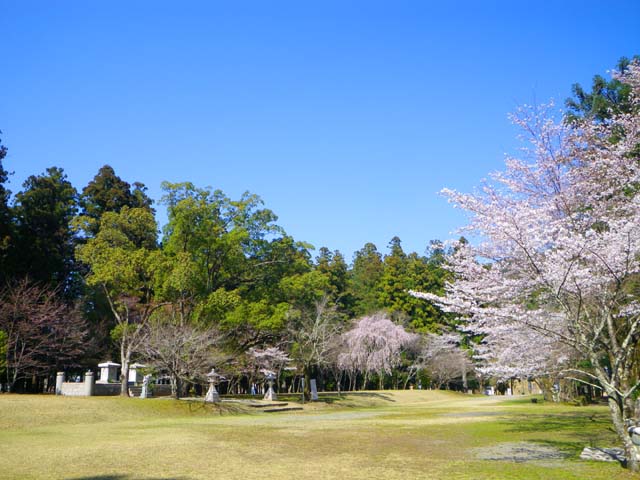 110401桜満開の大斎原のサムネール画像